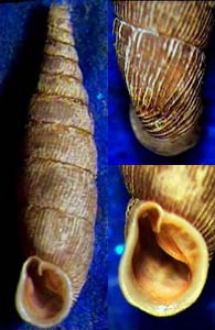Tabella della Famiglia Clausilidae